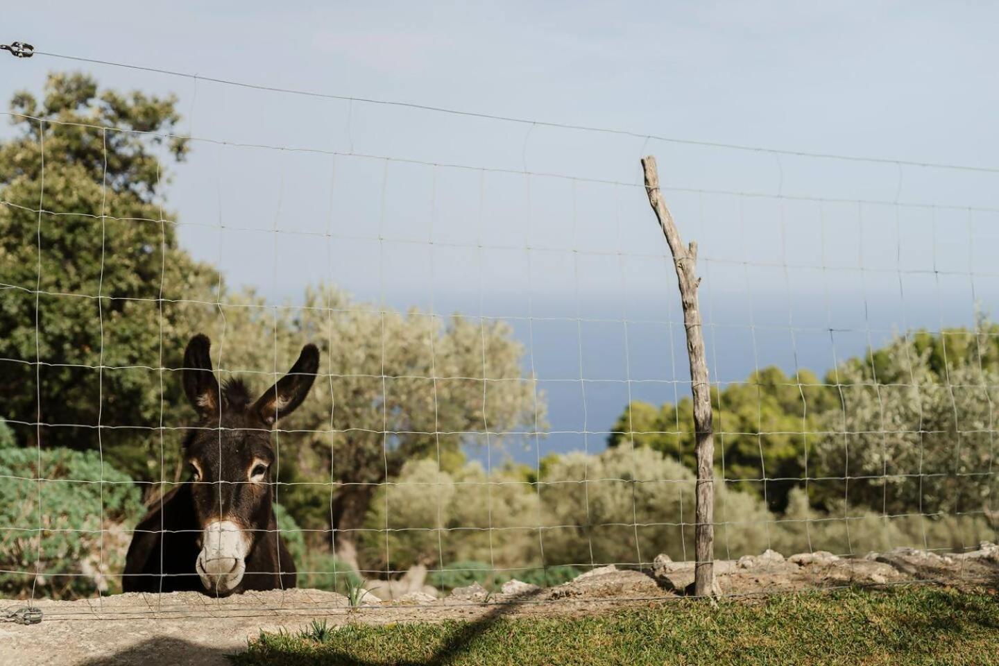 Casa Tramuntana Villa Valldemossa  Ruang foto