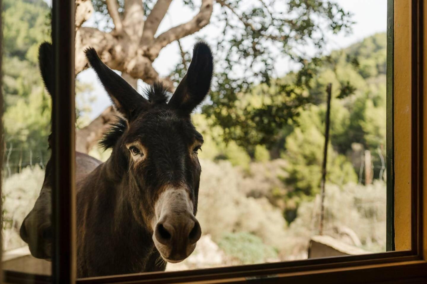 Casa Tramuntana Villa Valldemossa  Ruang foto