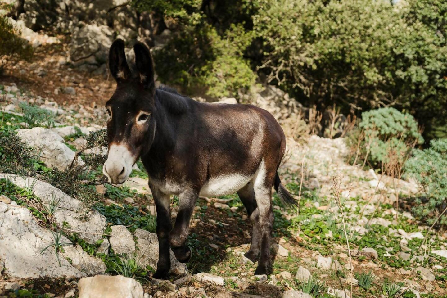 Casa Tramuntana Villa Valldemossa  Ruang foto