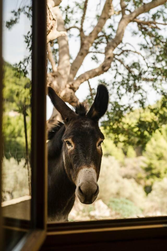 Casa Tramuntana Villa Valldemossa  Ruang foto